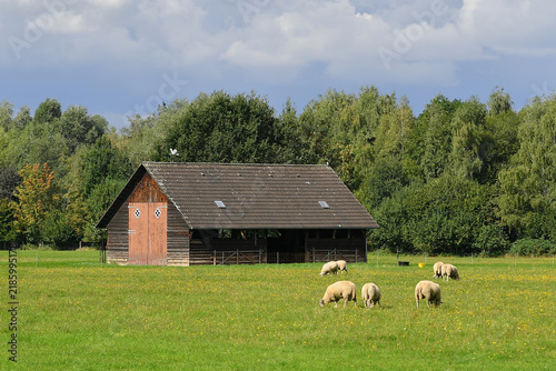 Foto rural landscape featuring a flock of sheep grazing in a green pasture with a tra