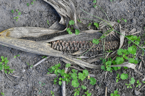 фотографія rotten, dried corn cob lying discarded on the ground after harvest