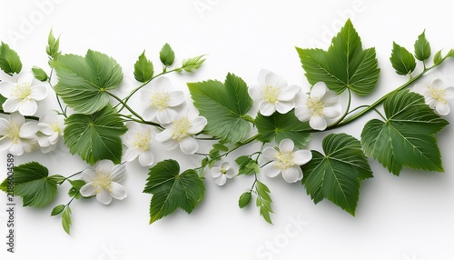 a horizontal vine branch with green leaves and small white flowers isolated on a white background botanical for floral decoration