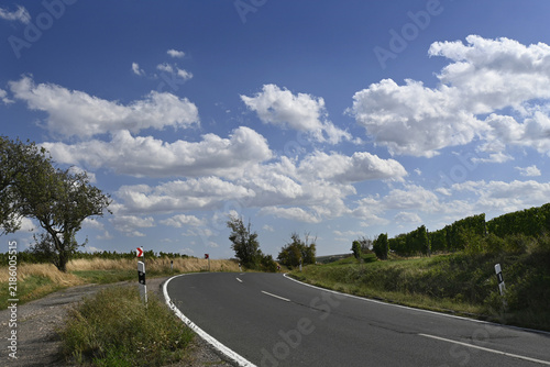 rheinhessische sommerlandschaft am weinberg