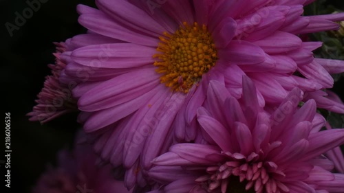 Pink garden chrysanthemum (Chrysanthemum morifolium) blooming flowers, shading leaves, camera tilt, close-up, low key atmosphere. Fragile Ecosystem and Cycle of Nature.