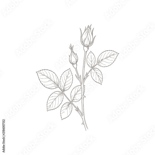 Hand Drawn Botanical Illustration of Wild Rosebuds with Stem and Leaves on White Background