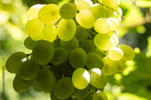 weinlese