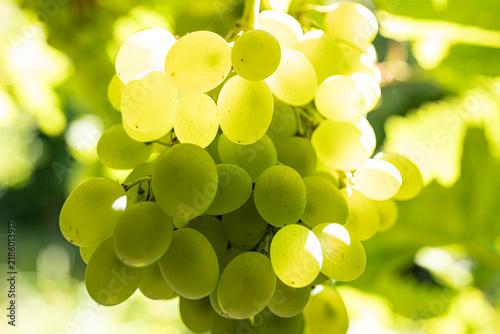 weinlese