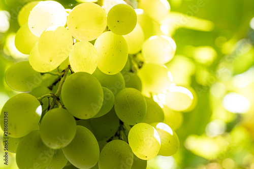 weinlese