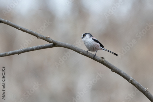 Plakat w ramie 細い枝に止まる小さくかわいいエナガ。身近な野鳥の愛らしい姿、広告や癒やしデザインに最適な写真素材