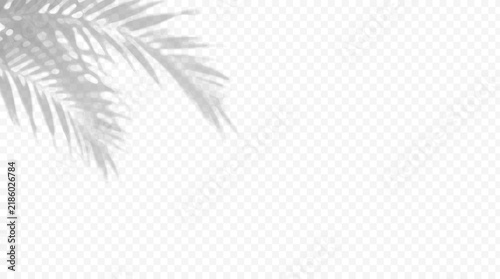 Easy to edit layered vector shadow. Palm fronds cast shading across a transparent checkerboard. Adjust tonal layer opacity to control shadow intensity and perceived softness.