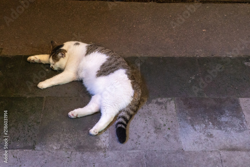 White and gray tabby cat sleeping sprawled on wet urban sidewalk at night