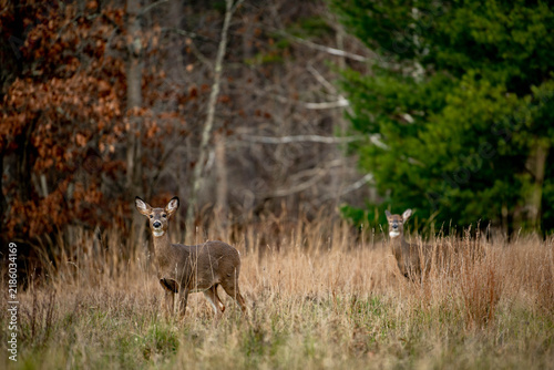 Фотография Two white-tailed deer stand in dry autumn grass at the woodland edge
