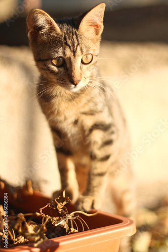 Cute cat in a Mediterranean garden. Selective focus.