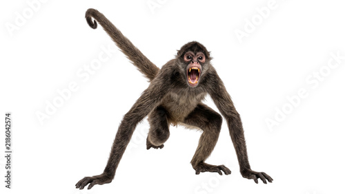 Canvastavla Aggressive spider monkey snarling, dark brown fur primate posture, isolated on t