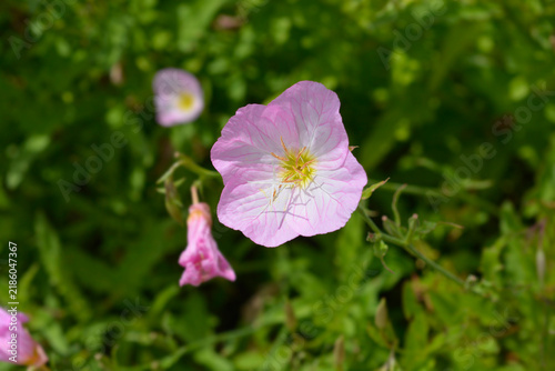 A detailed closeup of a delicate pink evening primrose flower with a yellow center blooming among lush green foliage. - latin name - Oenothera speciosa
