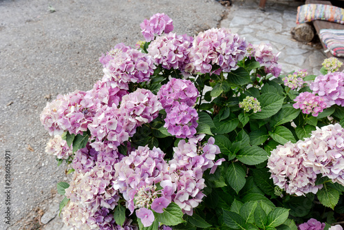 Plakat The hydrangea grows on the flower pot close-up
