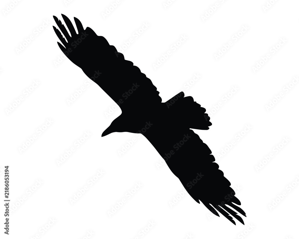 Obraz premium Silhouette of a flying raven isolated on white background