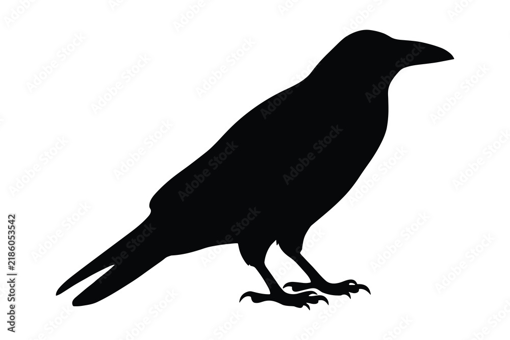 Obraz premium Silhouette of a crow isolated on white background