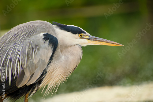 Obraz na płótnie Grey heron shown in close-up side profile against a softly blurred green natural background