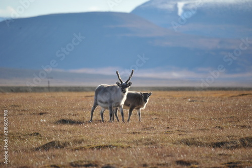 Fotografie reindeer at Artic Circle, Svalbard