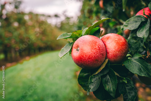 Red apples on tree ready to be harvested. Selective focus.