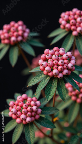 Red Berries Green Leaves Plant Detail