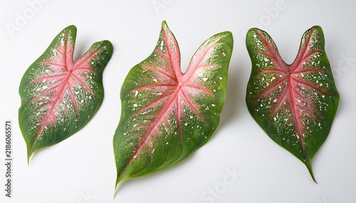 caladium bicolor leaf with pink speckles on white background tropical elephant ear foliage exotic heart shaped plant leaf for botanical design