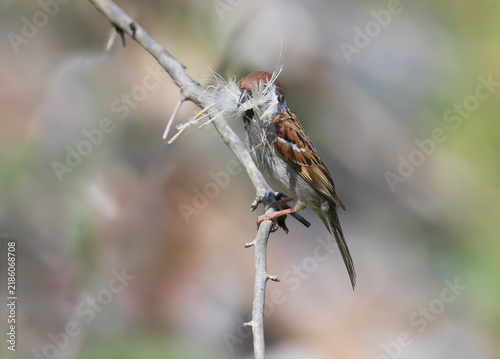 Fotografie Eurasian Tree Sparrow (Passer montanus) perched on a thorny twig with a large tuft of plant down nesting material in its bill