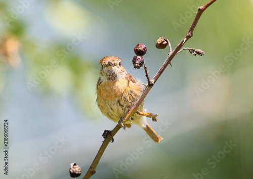 Fotografie (Saxicola rubetra) juvenile perched on a thin wild rose branch with dried hips, facing forward with a fluffy breast, distinct light supercilium, and brownish streaked plumage