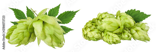 Foto Hop cone isolated on white background. Beer brewing ingredients