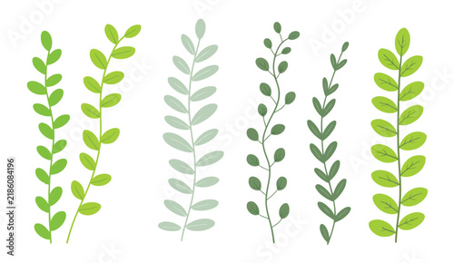 Green leafy branches with different shades of foliage, elegant botanical vector artwork for nature themes, floral design, backgrounds, and decoration.