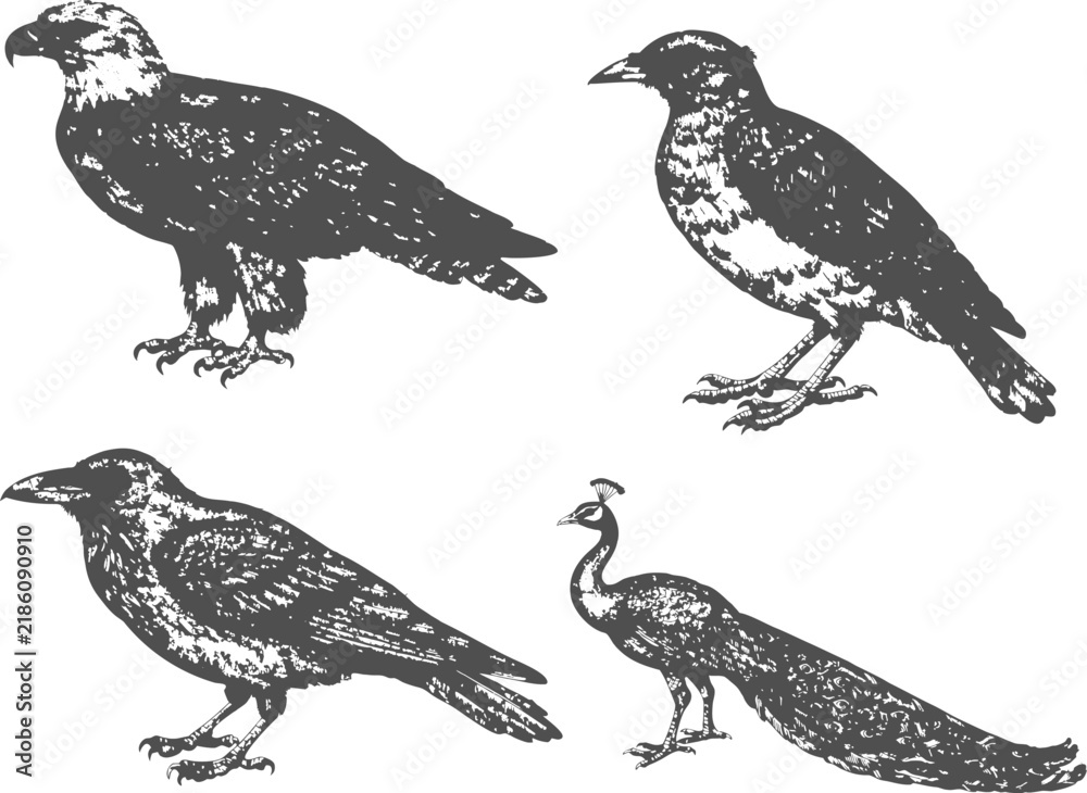Fototapeta premium Peacock, Heron, Myna, Oriental Magpie, Woodpecker and Starling collection of vintage bird illustrations, hand-drawn engraving and etching style vector artwork, isolated, black and white