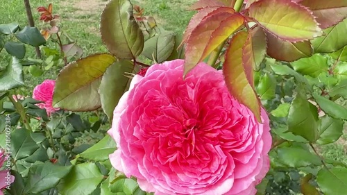 Princess Alexandra of Kent English Rose Blooming in Summer Garden