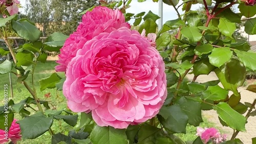 Princess Alexandra of Kent English Rose Blooming in Summer Garden