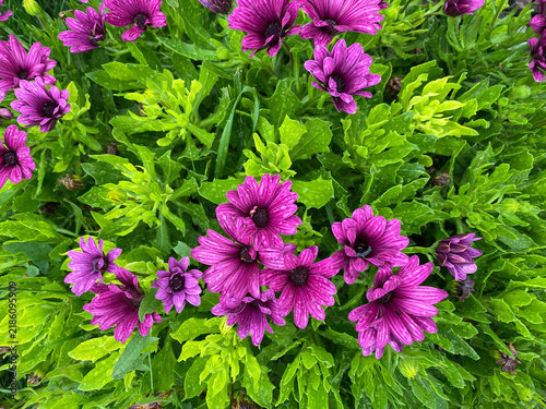 Vibrant purple African daisy flowers sprinkled with water droplets bloom densely amidst lush green foliage.