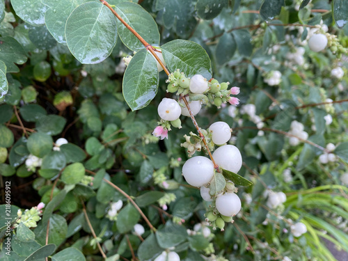 A slender branch of a common snowberry bush laden with white berries, small pink blossoms, and rain-kissed green leaves outdoors.
