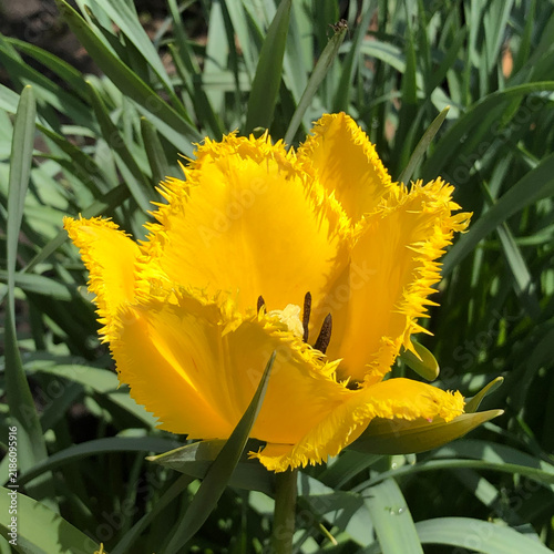 A bright yellow fringed tulip with distinctive serrated petal edges blooms against green foliage in sunny garden surroundings.