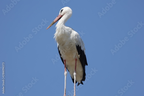 white stork ciconia