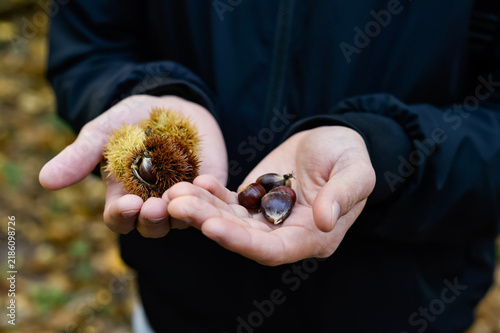 Fotografie A person holds sweet chestnuts in spiky husks in one hand and peeled nuts in the other