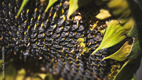 sunflower seeds for the birds in the winter season