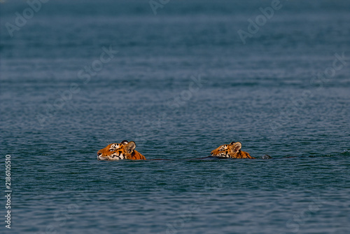 A wild Royal Bengal tigress swimming alongside her cub across a river channel in the Sundarbans mangrove forest, India.