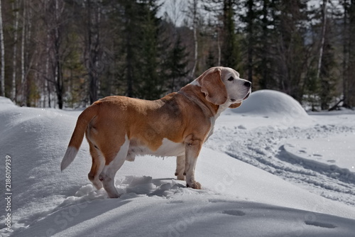 Russia. Kuzbass. A beagle is walking on wet snow during a walk through the spring taiga. This is a hunting dog from the hound group, bred for hunting forest game.