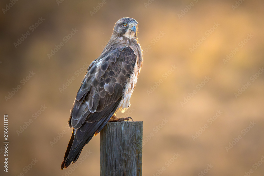 Fototapeta premium Swainson's Hawk perched hunting at sunset in Colorado