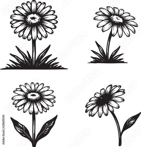 Artistic Hand Drawn Daisy Flower Illustrations Perfect for Creative Design Projects and Nature Inspired Graphics