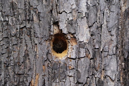 Nesting cavity of the blue carpenter bee (Xylocopa iris), a species of the genus Xylocopa (subfamily Xylocopinae). Hannover – Berggarten, Germany.