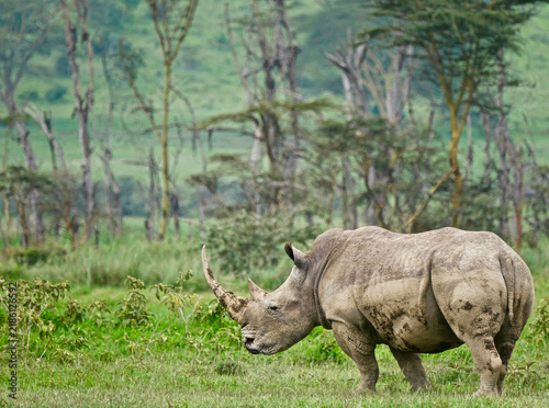Fotografía White Rhino in Lake Nakuru - Kenya