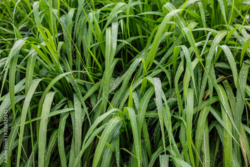 Close-up view of lush green grass blades glistening with tiny water droplets after rain