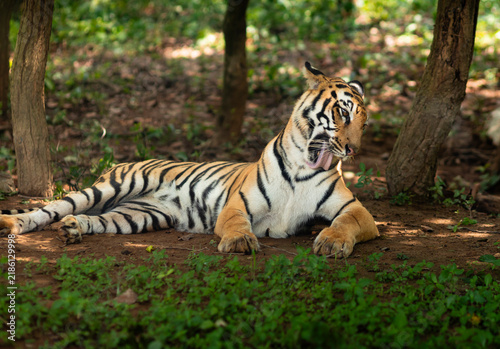 Royal Bengal Tiger