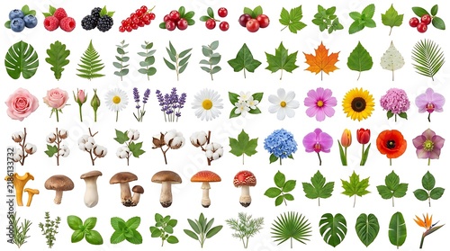 Comprehensive collection of various botanical elements flowers leaves berries and mushrooms isolated on white background.