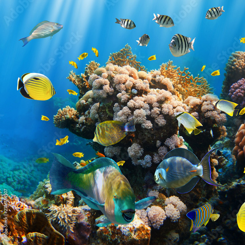 Photography Colorful tropical fish swimming among coral reef in clear blue ocean water with