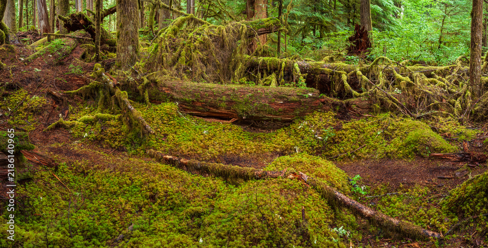 Fototapeta premium Beautiful wide panoramic view of a mossy forest floor with a fallen deadwood log