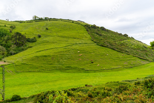 Lush green rolling hills dotted with grazing cows under a cloudy sky in Zarautz, Gipuzkoa