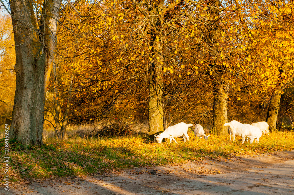 Obraz premium White goats grazing on a grassy field, and large trees with bright yellow autumn leaves and an orange canopy in the warm sunlight